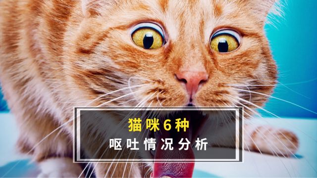 猫咪6种情况呕吐分析,看完你就知道怎么办了!