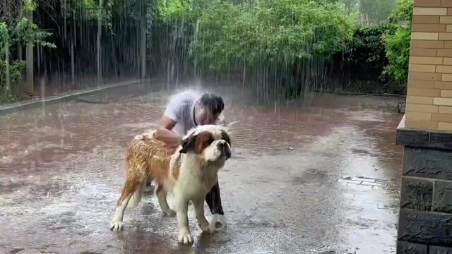 感谢大自然雨露,洗的那么认真