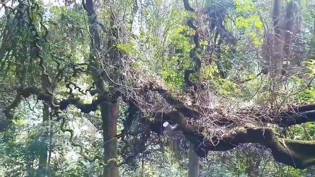 容县六王镇大山深处的一条千年古藤,既古老神秘,又扑朔迷离