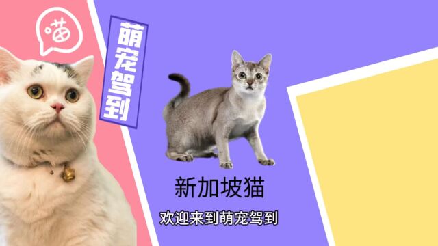 【萌宠驾到】新加坡猫有什么特征?新加坡猫性格怎么样?