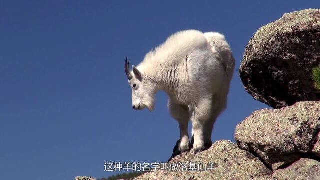 全球最神奇的山羊,“飞檐走壁”如家常便饭,竟生活在悬崖上!