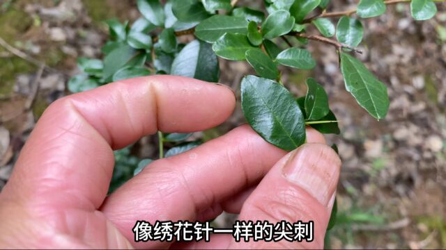 这种满株带刺的矮小植物,是常用名贵中药材,有非常好的药用价值