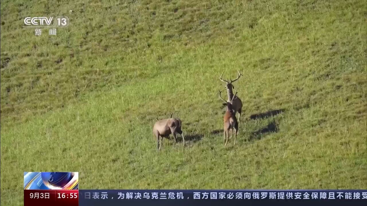 新疆拍摄到30余只野生天山马鹿结伴觅食