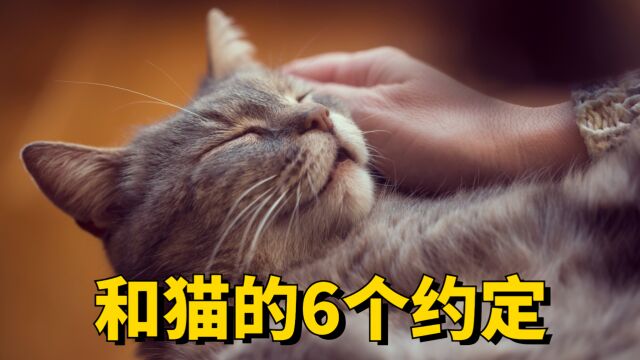 猫咪生短暂,让我们和猫来6个约定吧!