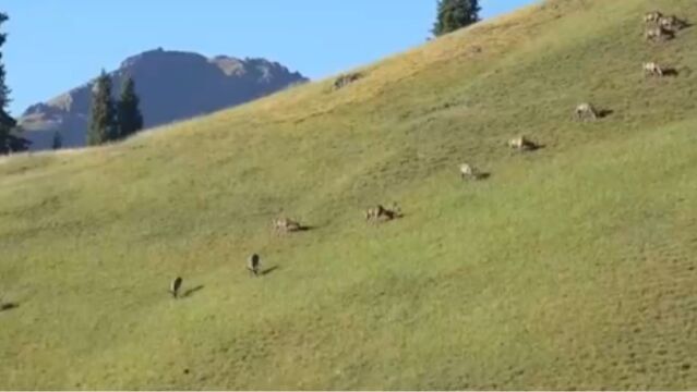 新疆拍摄到30余只野生天山马鹿结伴觅食