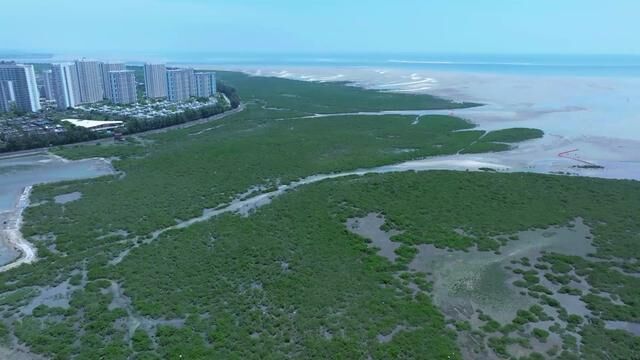 北海市金海湾红树林生态旅游区被列入中国十大魅力湿地之一,生态环境十分的捧!#航拍北海 #红树林湿地公园