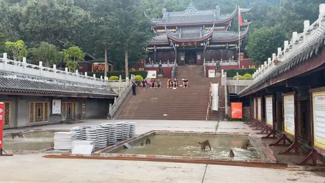 四川跳水猴横空出世!成群结队“高空跳水”不亦乐乎,景区回应