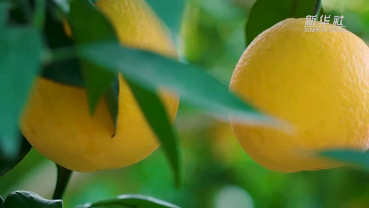 重庆奉节:小乡村“善治”走出大变化