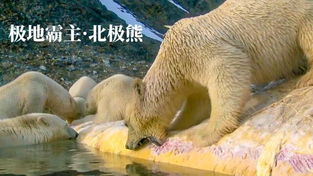 极地霸主ⷮŠ北极熊