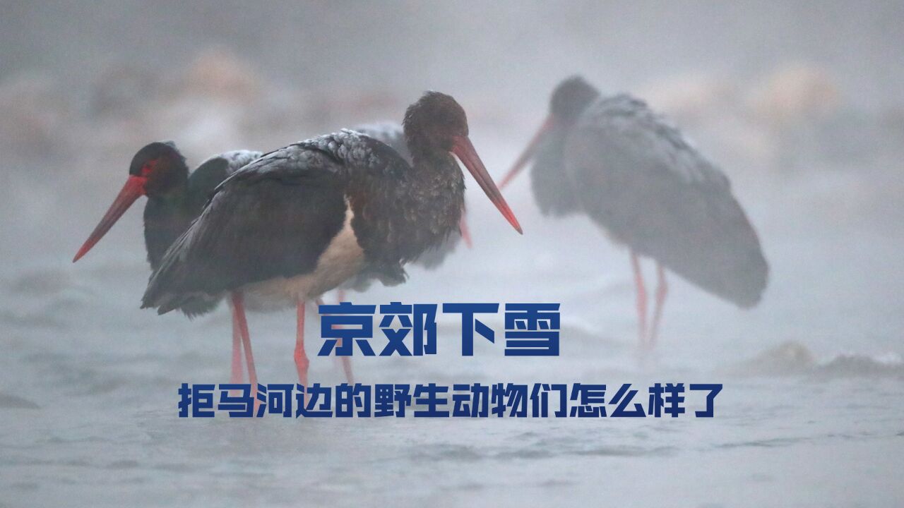 视频丨京郊落雪,拒马河边的野生动物们怎么样了?