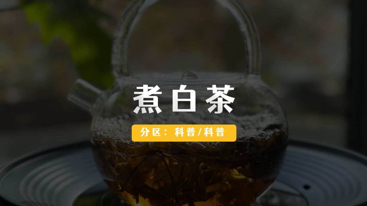 煮白茶的五个知识点,怎样煮白茶更好喝?