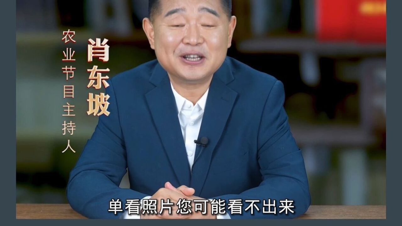 向上的力量【12】|她无手无脚,却坚守讲台14年!