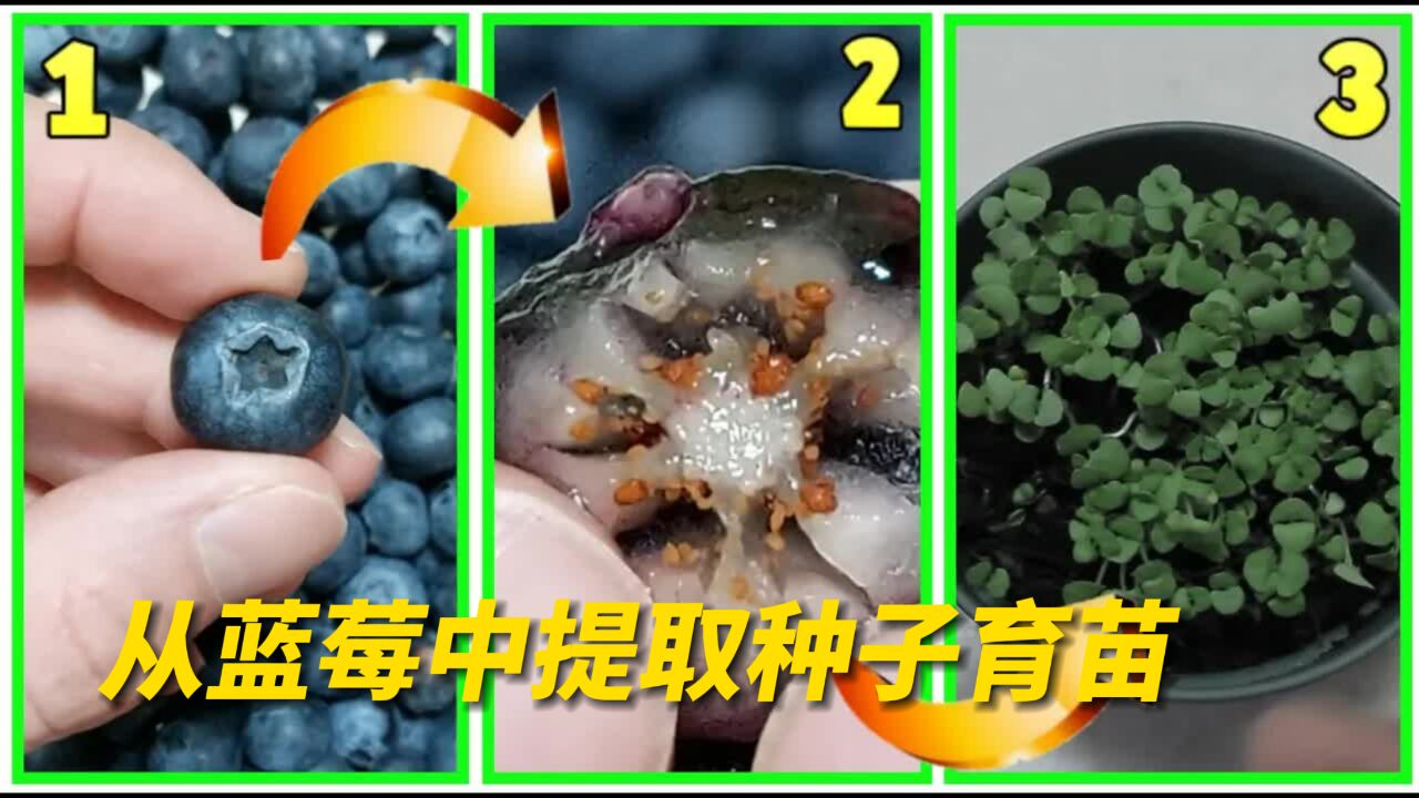 蓝莓苗还有花钱买?只用3年,就能自己从种子种到开花结果!