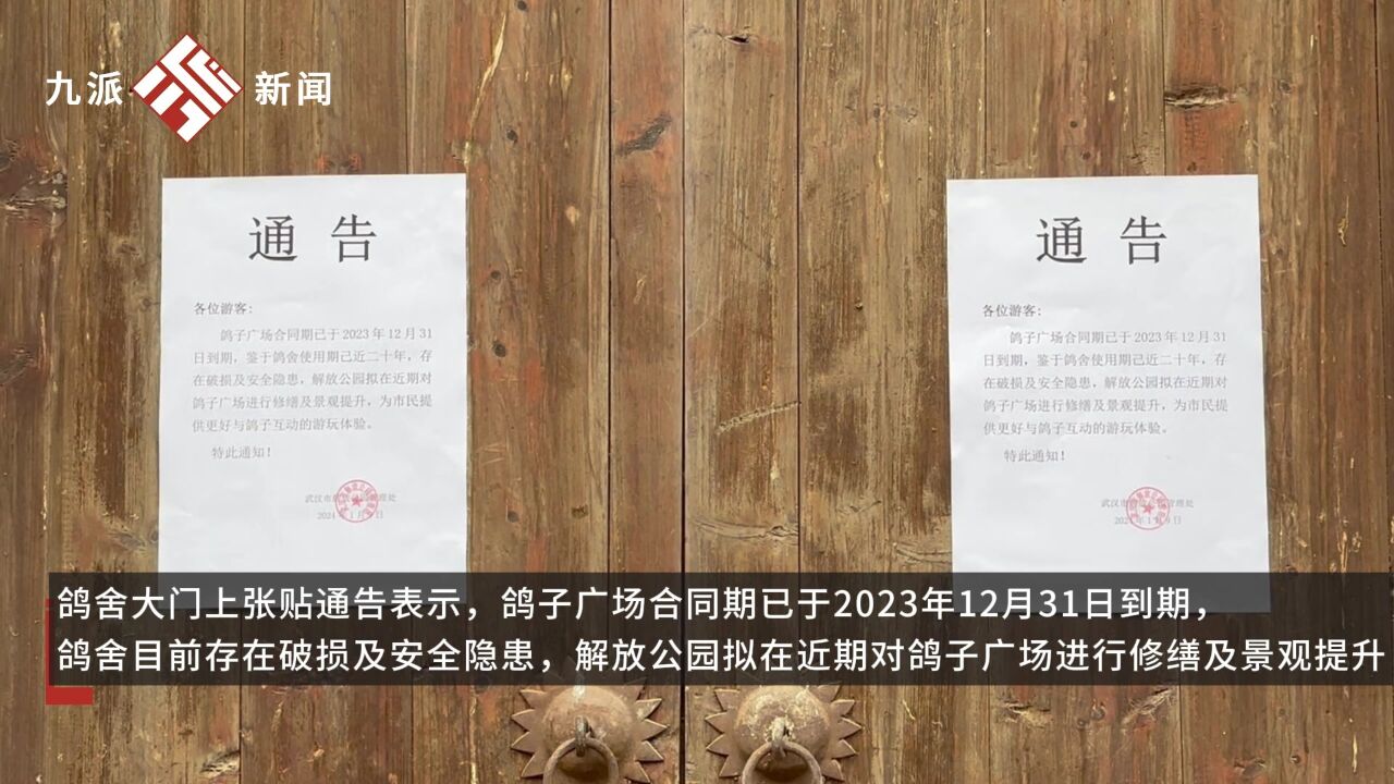 武汉人童年回忆中的鸽子要没了?解放公园百只网红鸽急寻新家,公园回应:后续会继续保留,尽快重开