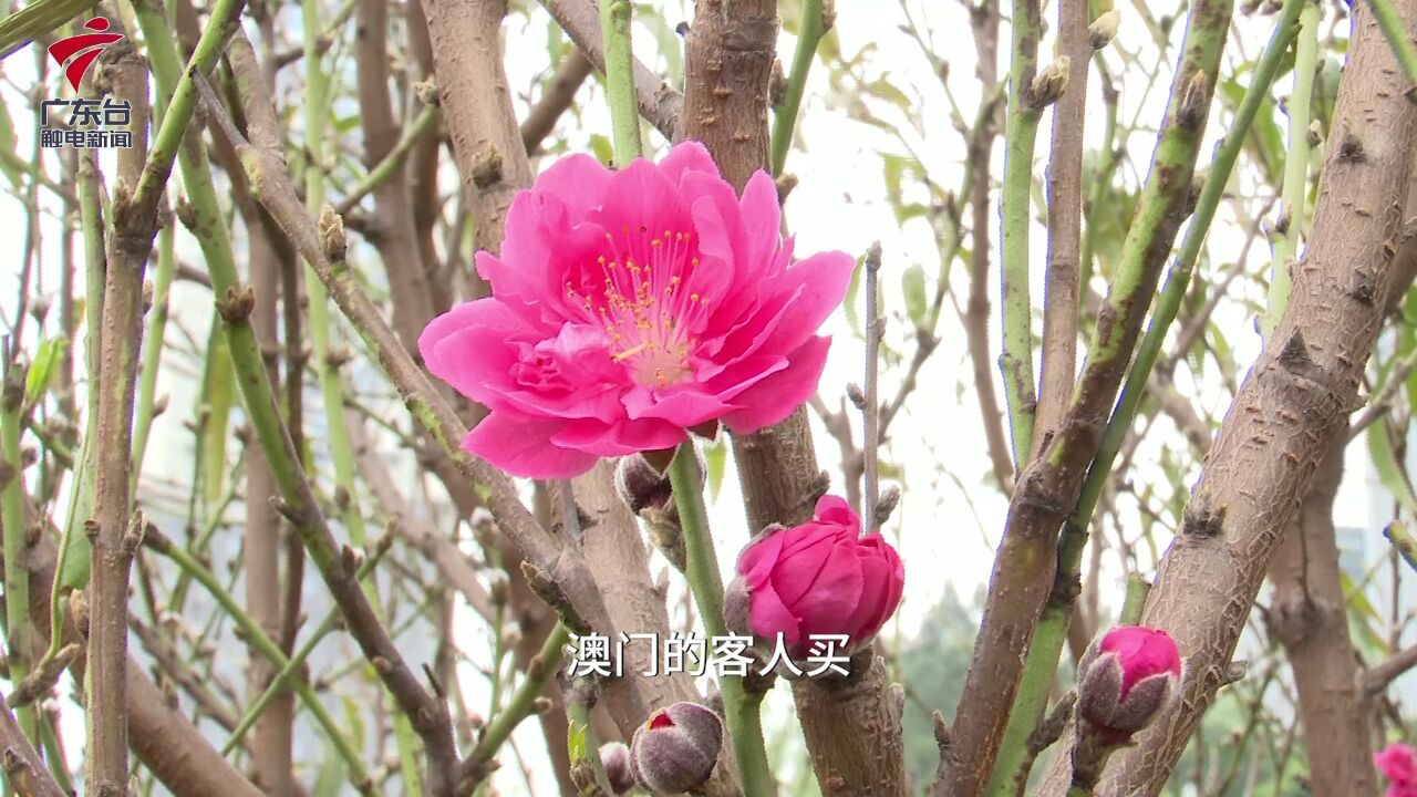 广州迎春花市即将开启!花农:今年桃花行情好