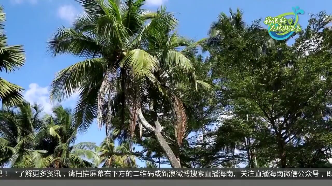 我很忙,在环游海岛:海角寻椰香 非遗迎新生(文昌)