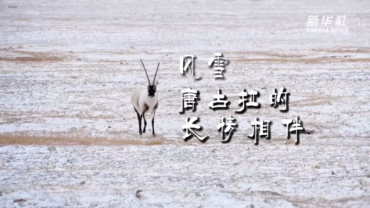 风雪唐古拉的长情相伴