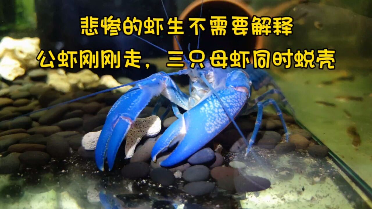 悲催的虾生不需要解释,公虾刚刚走,三只母虾同时蜕壳