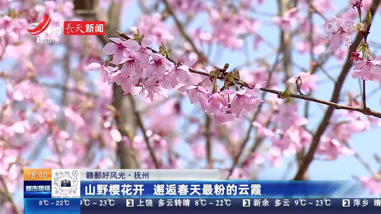 【赣鄱好风光】抚州:山野樱花开 邂逅春天最粉的云霞