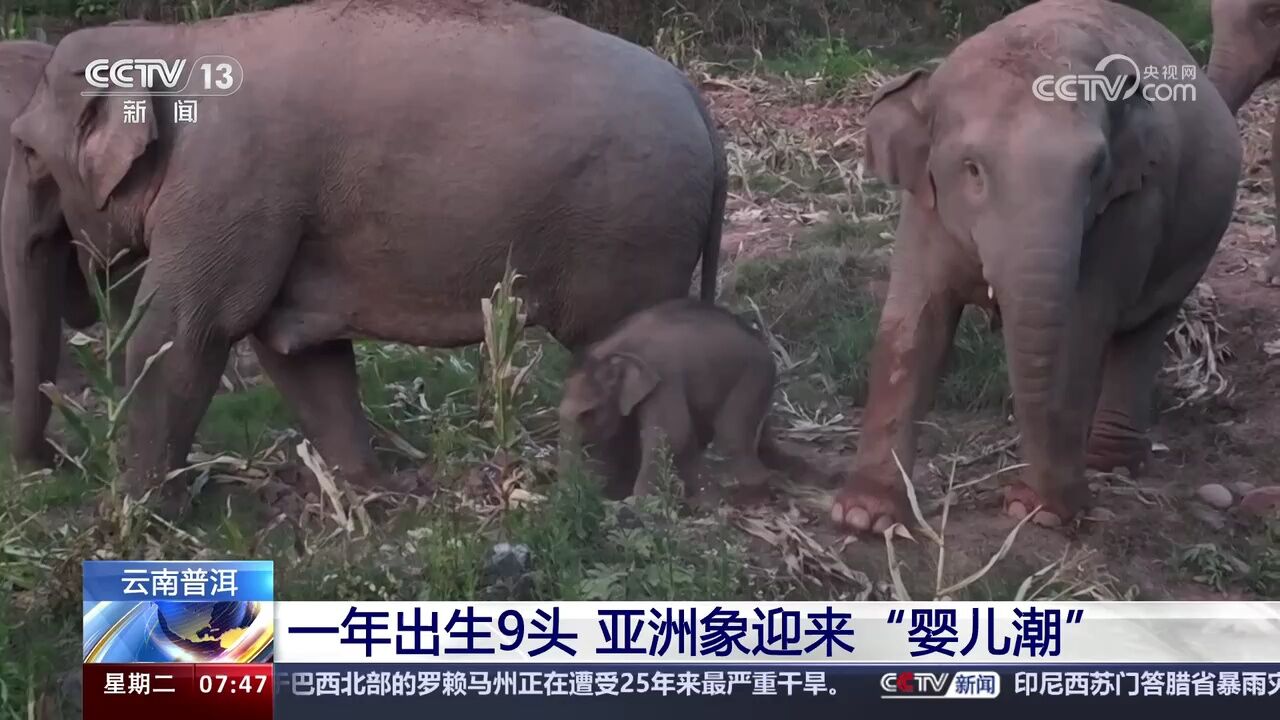 云南普洱 一年出生9头 亚洲象迎来“婴儿潮”