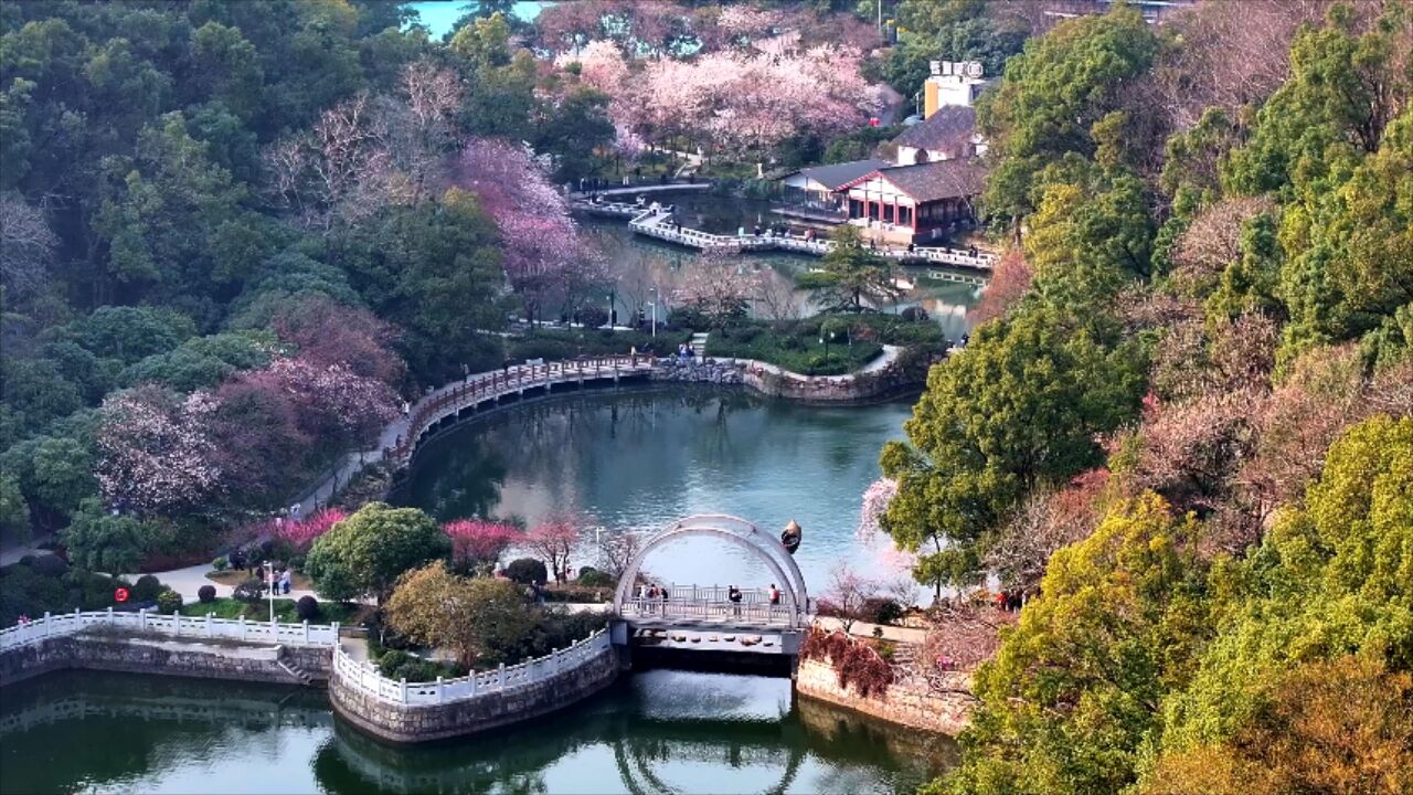 花草新闻社丨长沙望月公园樱花开啦!赏樱季主活动将于本周末举行