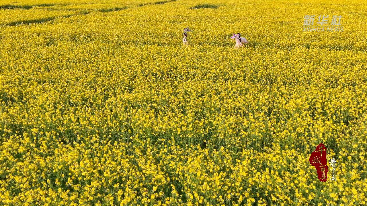 千城百县看中国丨湖南:油菜花开醉染田野