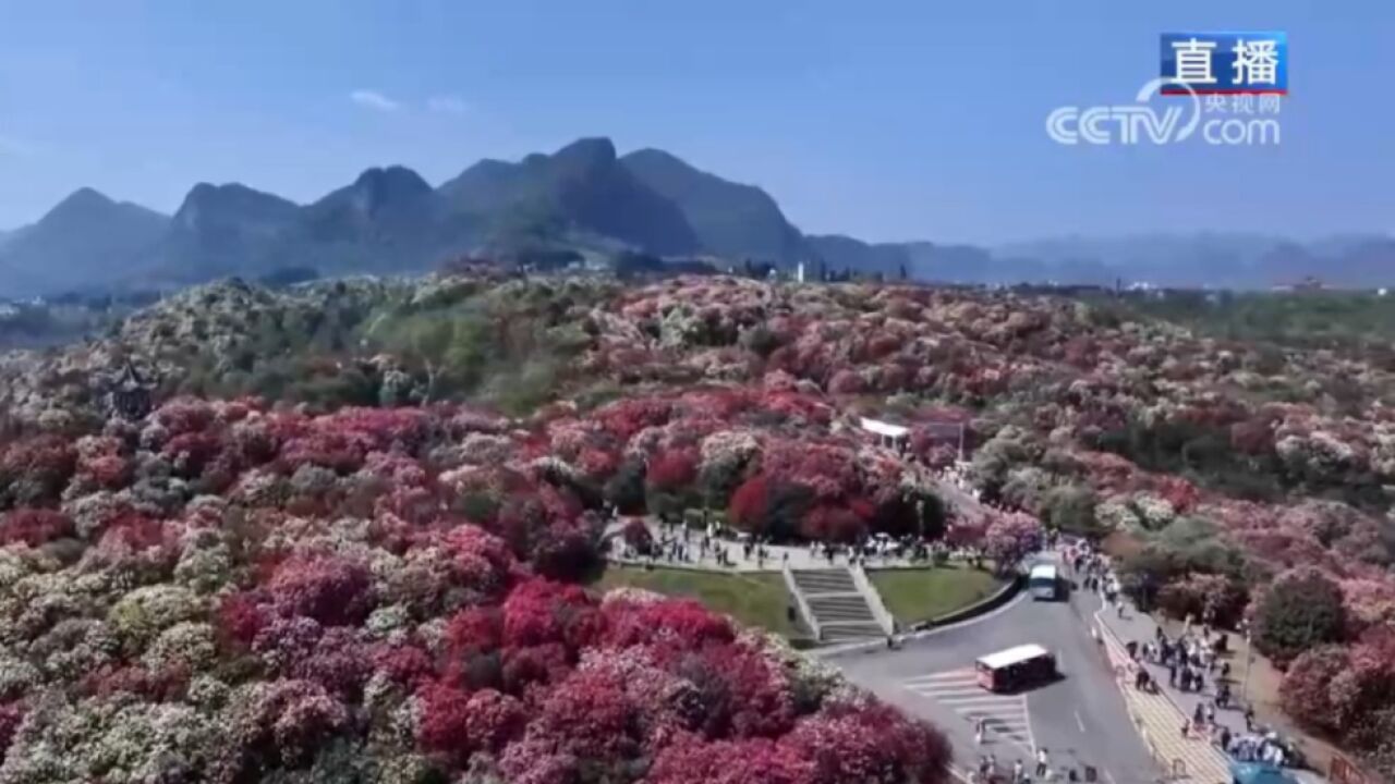 赏花带来旅游热!毕节百里杜鹃进入盛花期,游客纷纷驻足拍照