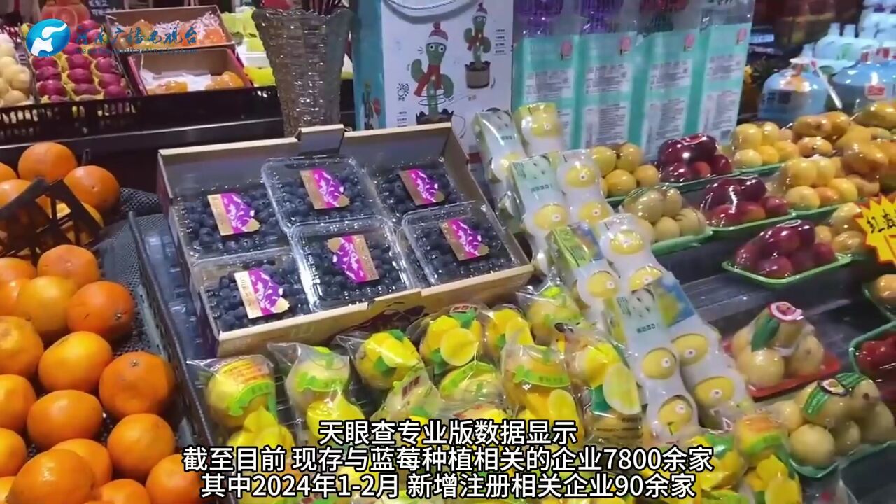 国产蓝莓变身水果“顶流” 订单量暴增超1600%