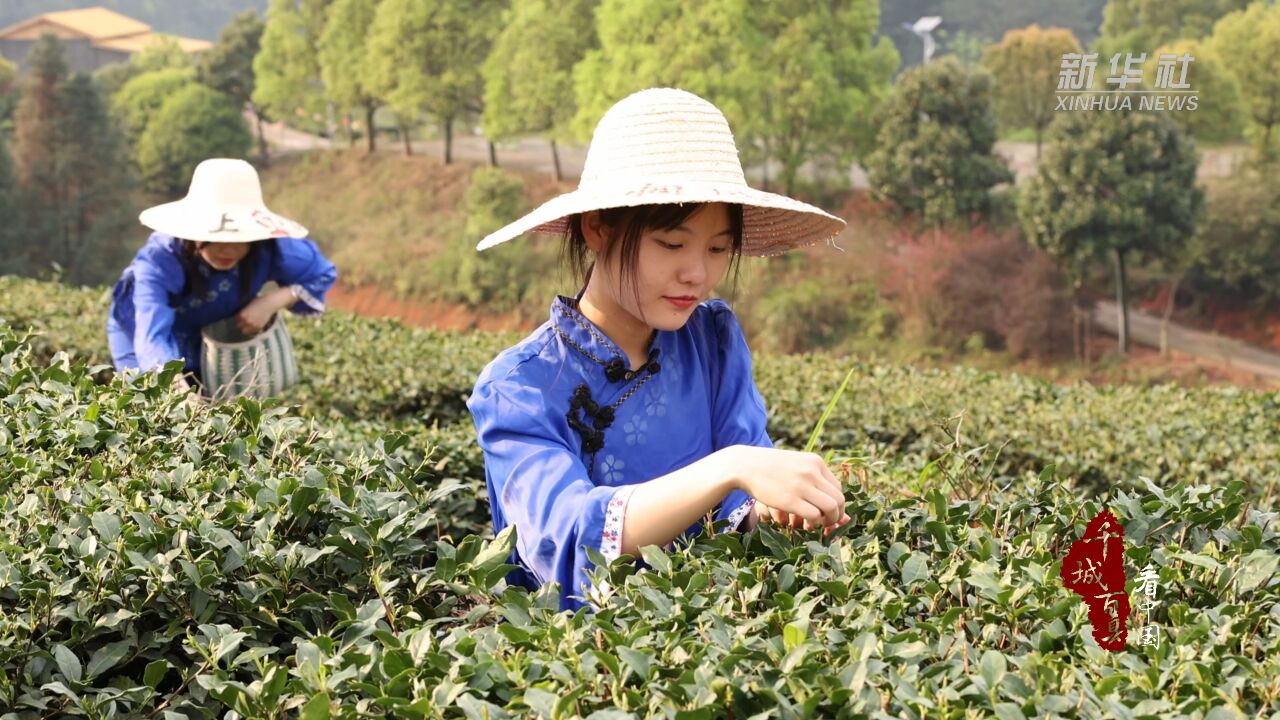 千城百县看中国|福建宁化:春茶采摘正当时