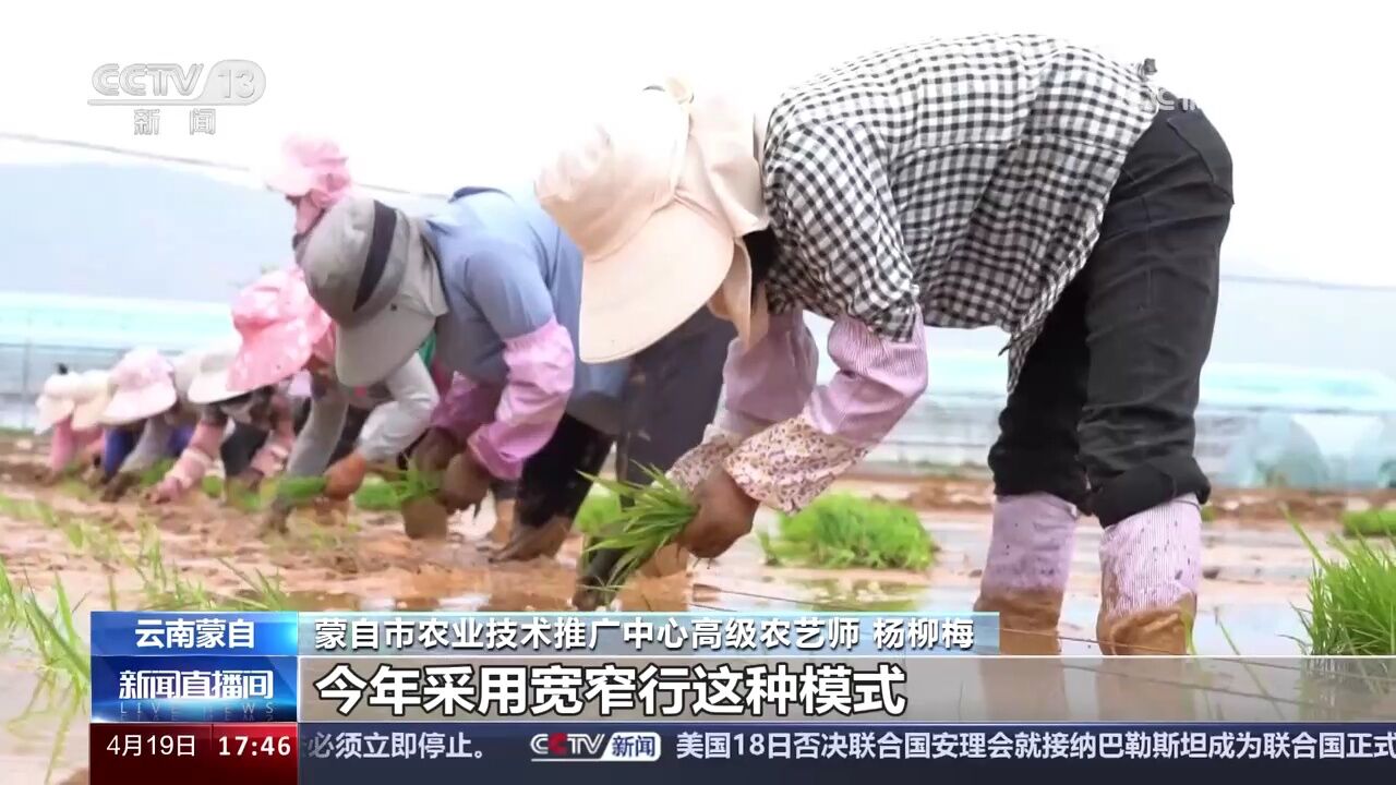 袁隆平超级杂交水稻开始大田移栽