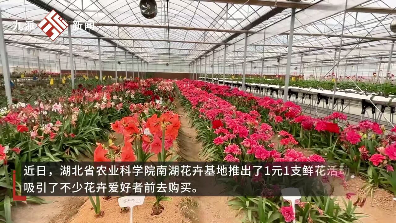 湖北省农科院1支鲜花只要一块钱:首次向外销售鲜花,有的市民一次性购买上百元的鲜花