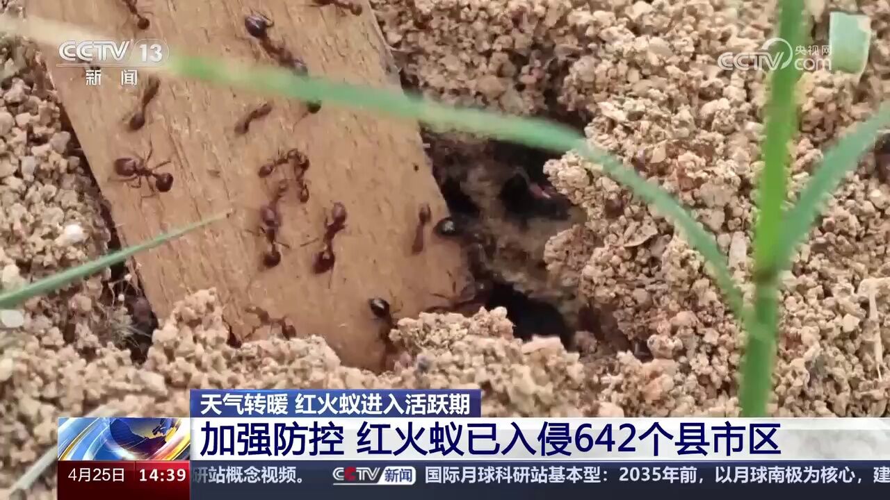 天气转暖 红火蚁进入活跃期 红火蚁已入侵642个县市区