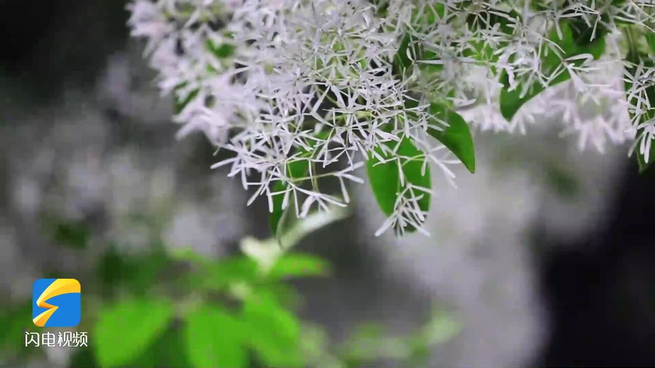 高清微距看夜幕下的流苏花 领略别具一格的美