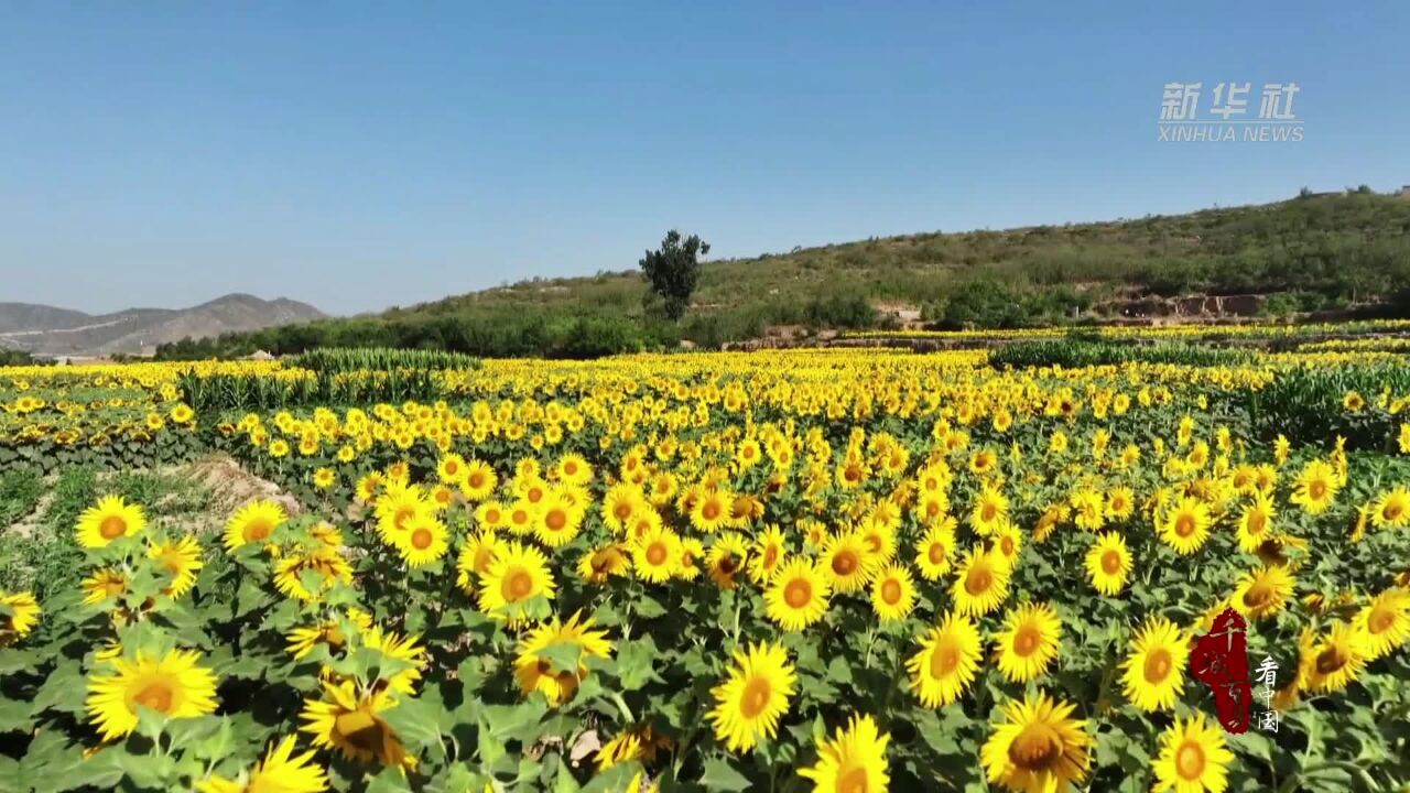 千城百县看中国|夏花绚烂 芬芳满园