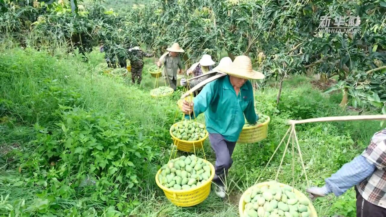 广西芒果进入采摘季