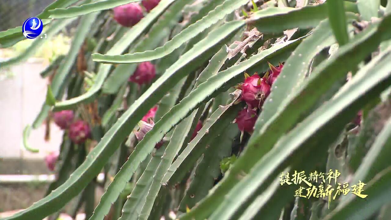 莆田:火龙果“红火”上市