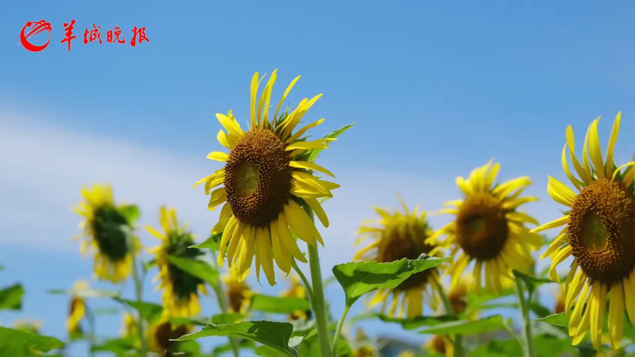 秋明拍花|浪漫夏日,邂逅广州版“莫奈花园”