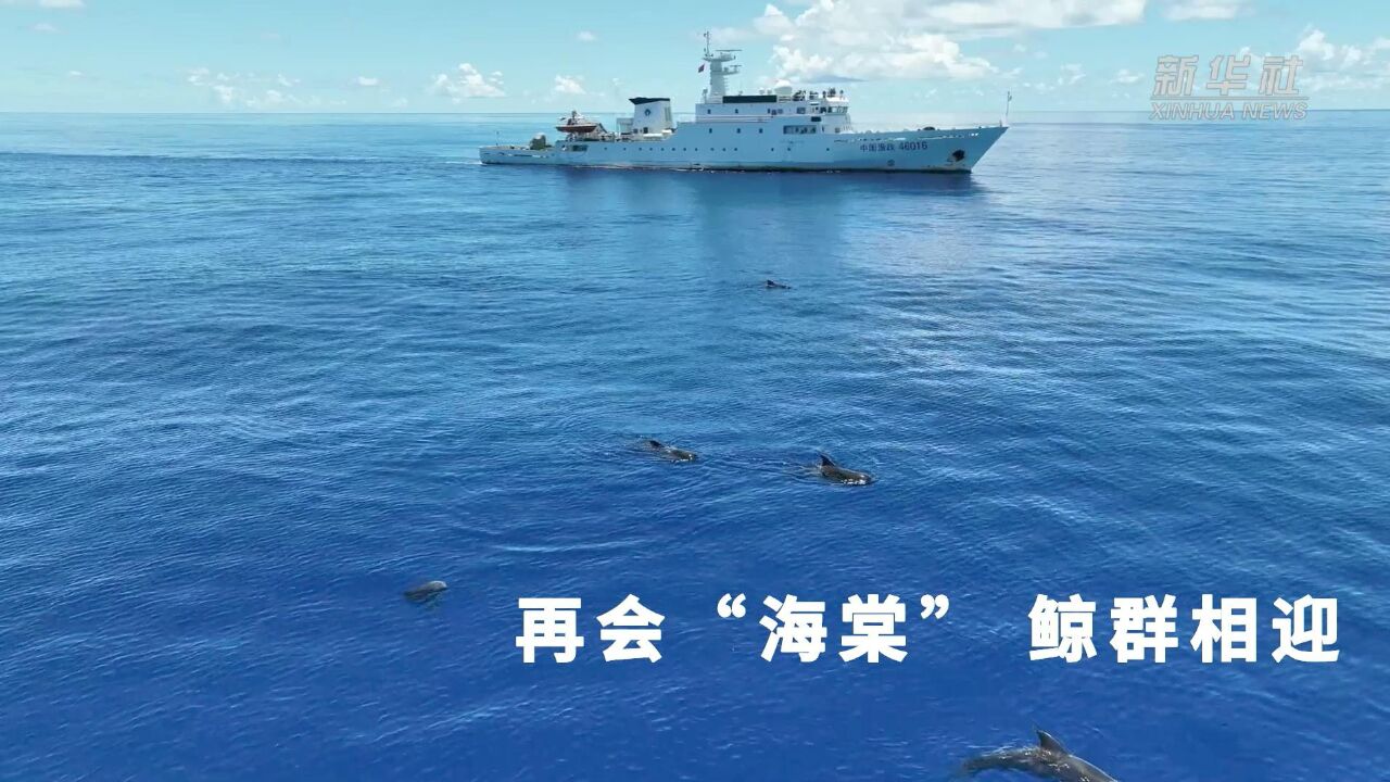 被解救送回海洋的“大鱼海棠”如今怎样?实拍重逢现场鲸群相迎太暖了