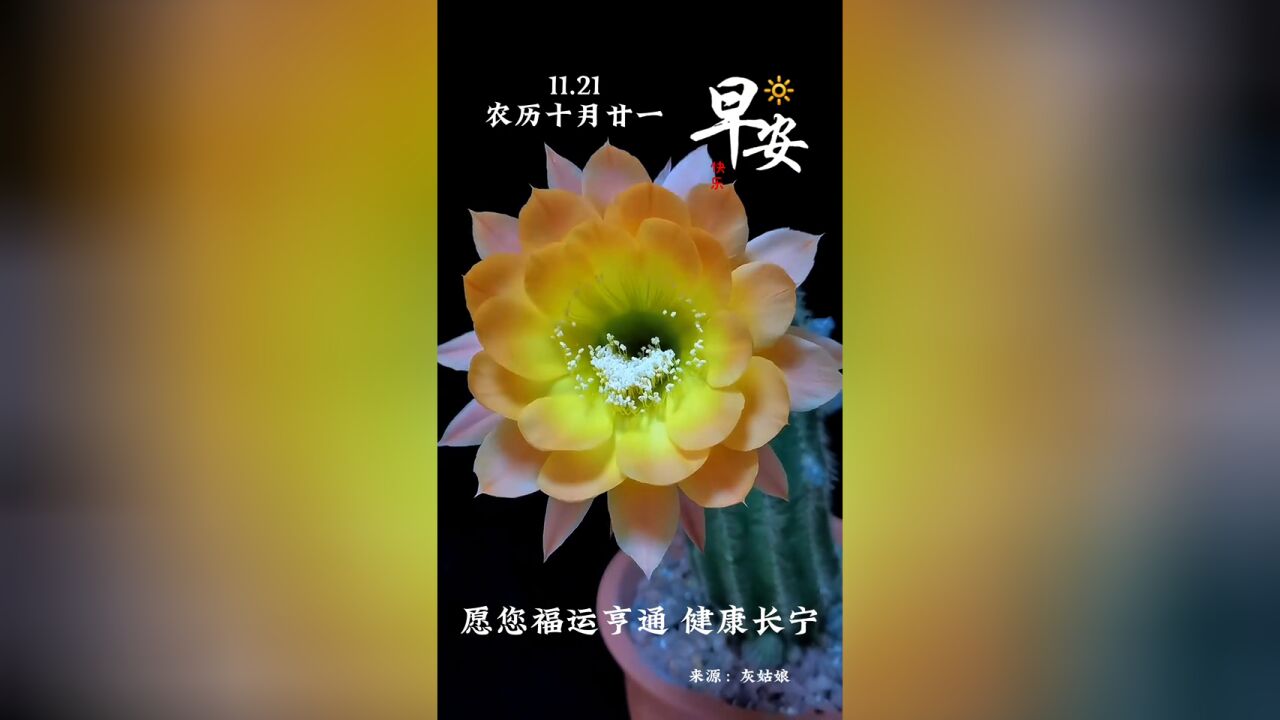 花开见喜,福禄双全,新的一天,愿你福运亨通,健康长宁