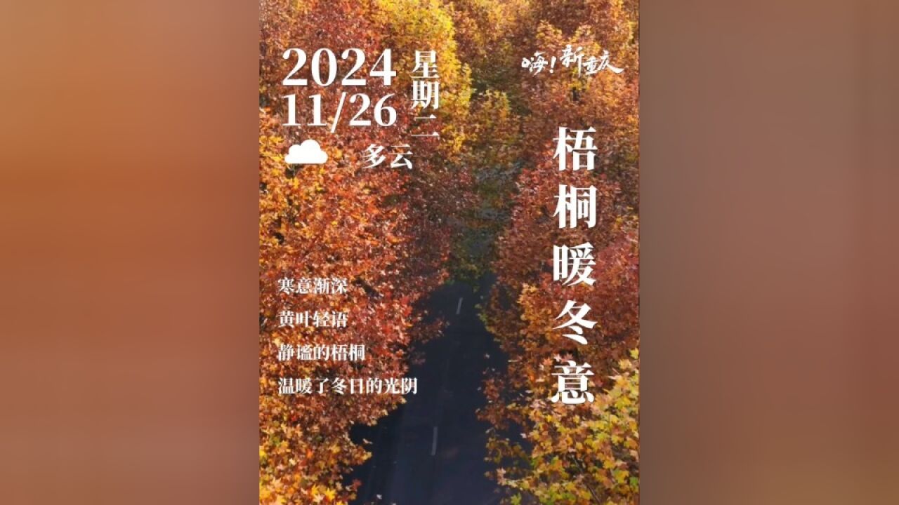 嗨!新重庆|寒意渐深,黄叶轻语.静谧的梧桐轻轻铺开美景,温暖了冬日的光阴.#嗨!新重庆 #看看你镜头里的重庆