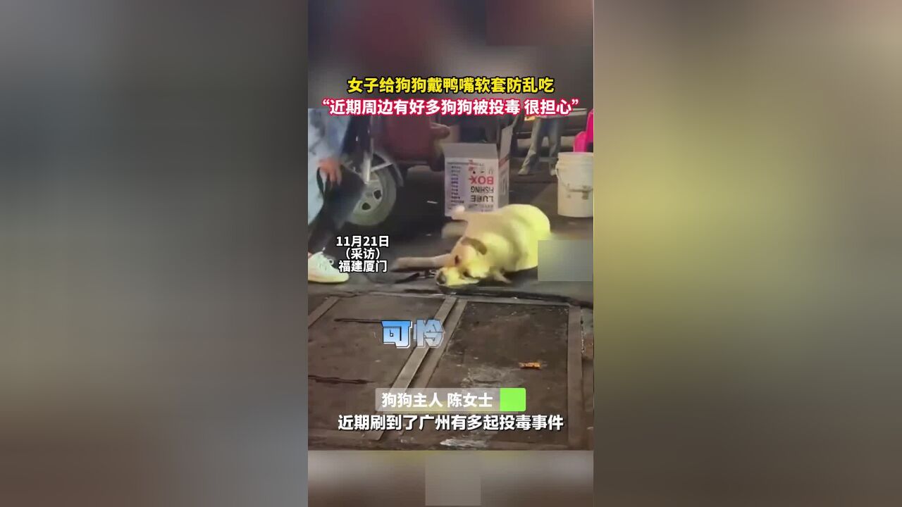 女子给狗狗戴鸭嘴软套防乱吃 “近期周边有好多狗狗被投毒”