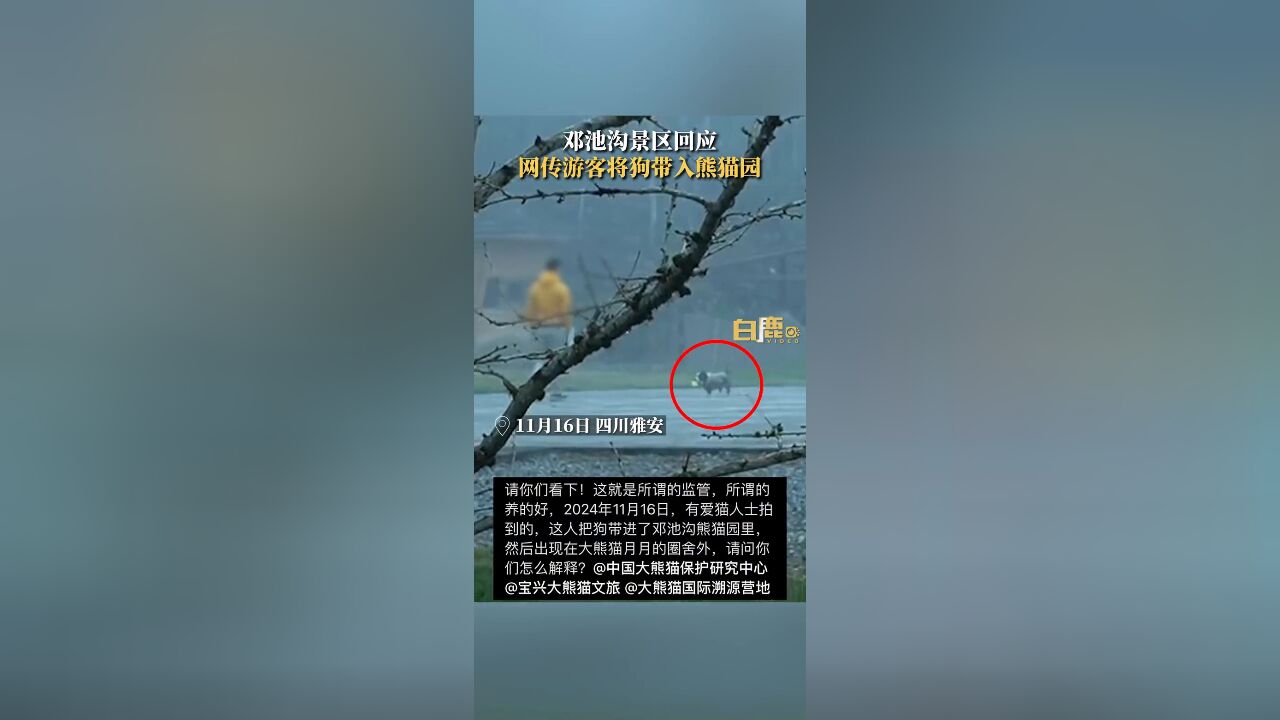 景区回应网传游客将狗带入熊猫园