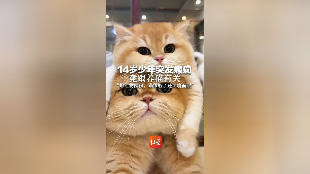 14岁少年突发癫痫 竟跟养猫有关 “排泄物囤积,猫很脏了还同寝而眠”