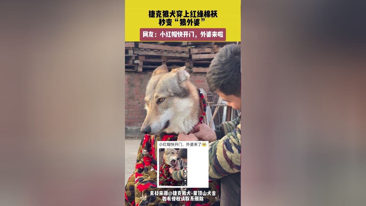 捷克狼犬穿上红绿棉袄,秒变“狼外婆”,网友:小红帽快开门,外婆来啦