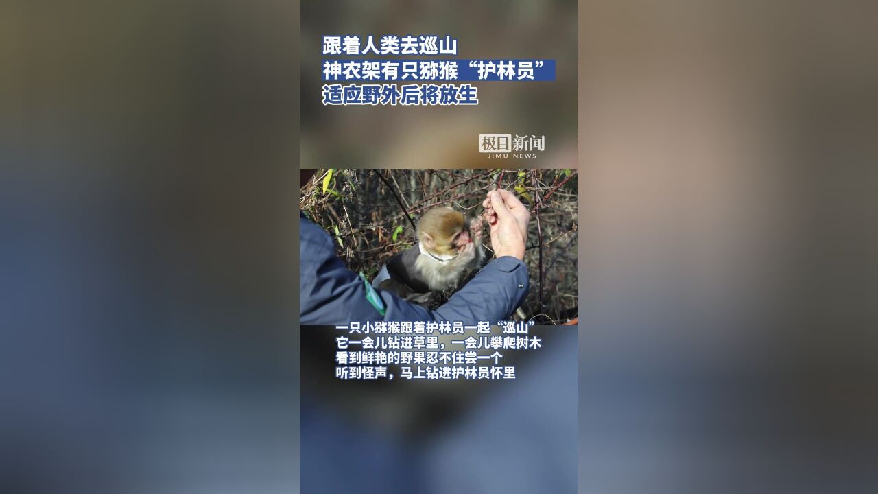 跟着人类去巡山,神农架有只猕猴“护林员”