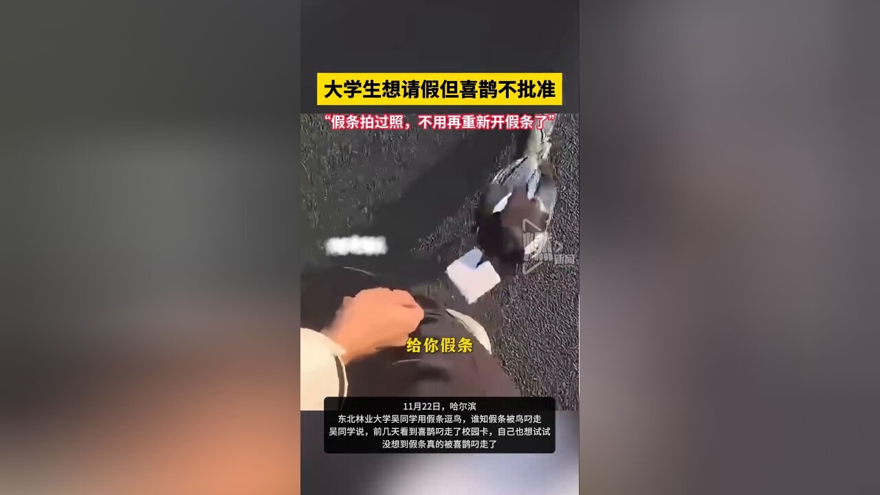 大学生想请假但喜鹊不批准