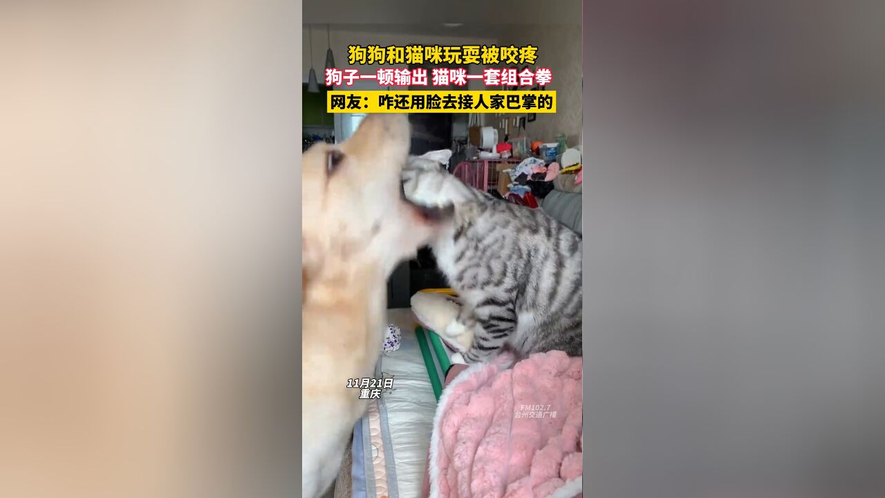 狗狗和猫咪玩耍被咬疼,狗子一顿输出,猫咪一套组合拳