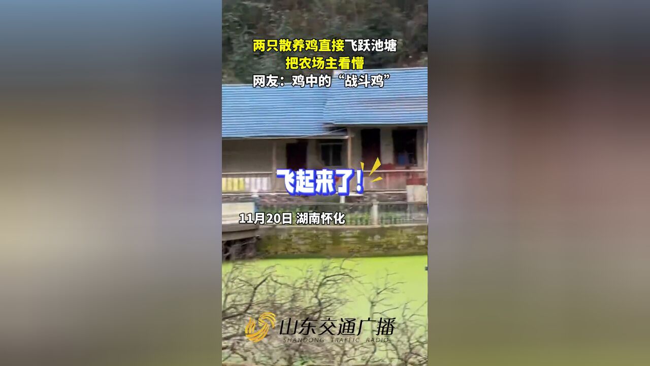 两只散养鸡直接飞跃池塘,把农场主看懵!网友:鸡中的“战斗鸡”