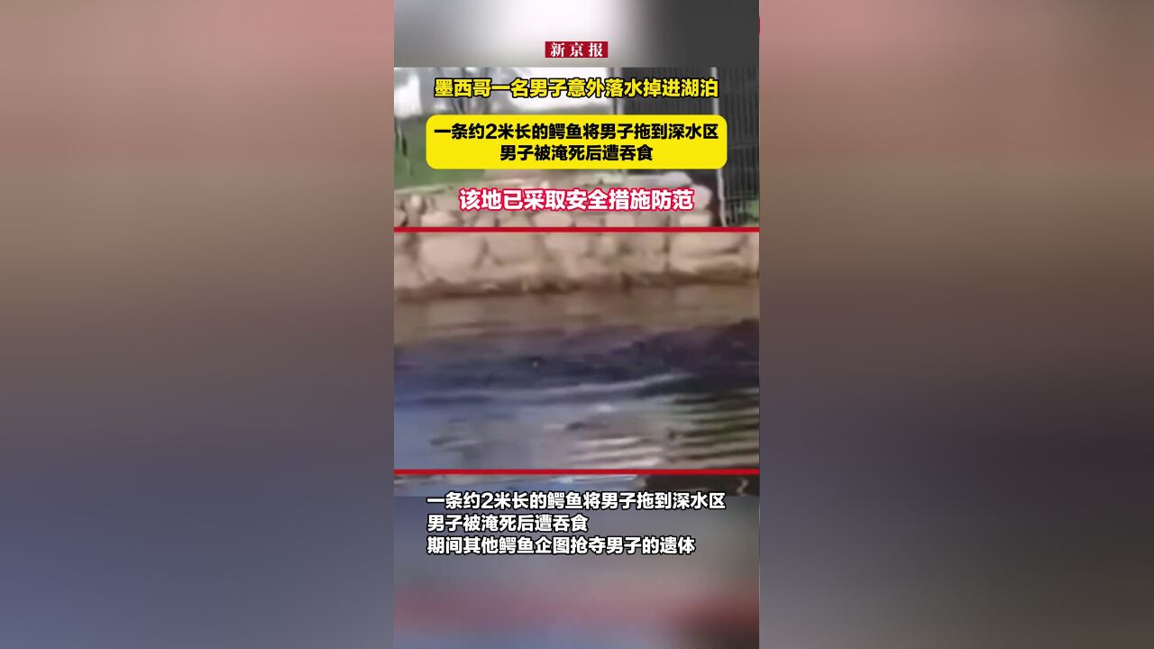 墨西哥一名男子意外落水掉进湖泊,一条约2米长的鳄鱼将男子拖到深水区,男子被淹死后遭吞食,该地已采取安全措施防范