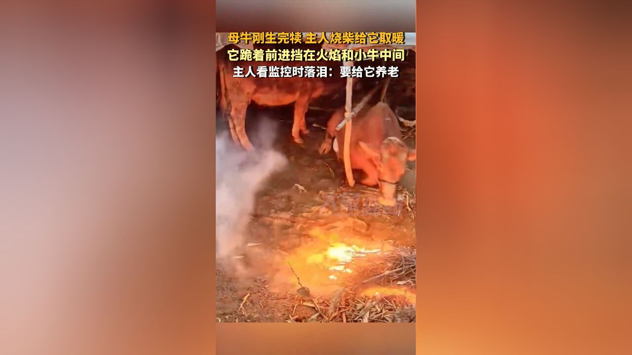 母牛刚生完犊主人烧柴给它取暖,它跪着挡在火焰和小牛中间